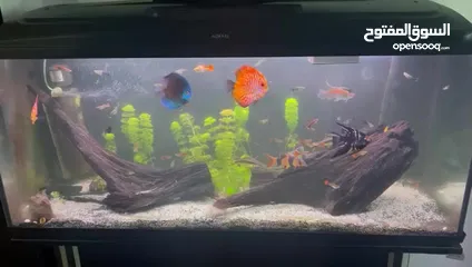  4 حوض سمك Aquarium