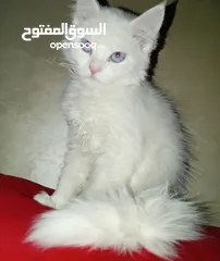  5 كتن كتنز بيبي  قطه شيرازي و قط شنشيلا ابيض ناصع و عيون زرق و قط و قطه يا   شبه تبني للتبني بسعر رمزي