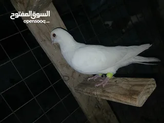  9 كوم كامل للبيع  دينارين ونص الحبه زق وكش الفحول كلها كش
