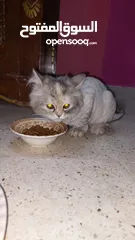  1 قطتين للبيع