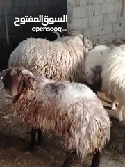  1 ضحايا خرفان وعبر
