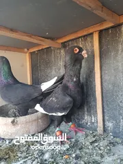  4 3 اجواز حمام شغالات للبيع
