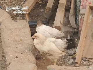  7 دجاج فرنسي