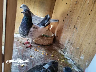  6 اربع جواز حمام للبيع مع القن