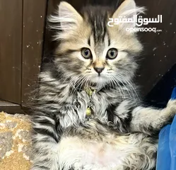  5 ذكر عمر شهرين هادي ويحب يلعب متعود ع التر بوكس والدراس فود