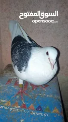  2 مطلوب حمام لبيع تعز