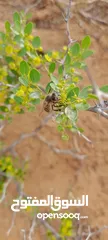  7 عسل طبيعي يستعمل ..للعلاج والشفاء..من مناحل الجبل الاخضر الى مناطق الجبل وطرابلس وضوحيها