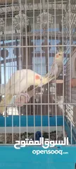  9 كوكتيل جوز للبيع