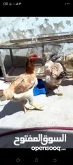  5 دجاج نخب للبيع