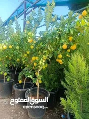  27 يتوفر جميع أنواع الاشجار  حمضيات لوزيات شجر زينه نسعد بخدمتكم