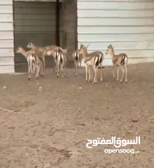  5 غزلان الريم