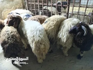  8 خرفان أضاحي للبيع اوزان لحم صافي 25