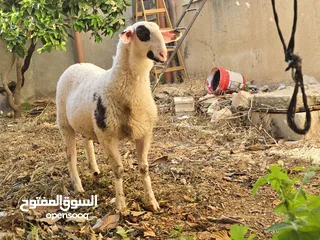  6 خروف نخب النخب
