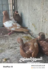  21 11 جوز مساويد، كشامره هومرات محيرات بواز مزهورات اسطنابله