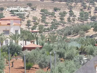  1 ارض زراعية على شارعين في صروت الصوان قرب الفلل و منتزه الامير هاشم قرب بيرين و شفا بدران بسعر مغري