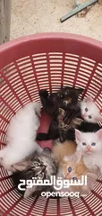  4 قطط مكس هيمالايا شيرازي انضيفه كثير متعوده على اللتر بوكس لعوبه وأليفه       ........
