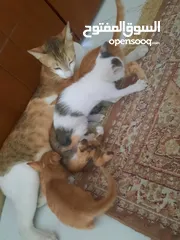  8 4 kittens with cat mom