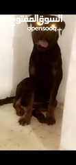  2 Pure female Rottweiler