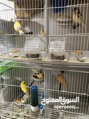  1 Canary Breading pair