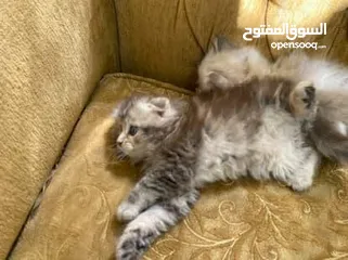  14 5 قطط مكس للبيع