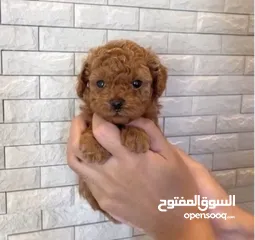  1 (TOY POODLE) for sale The age one month  Male 300KD  للبيع توي بودل العمر شهر  ذكر   السعر 300