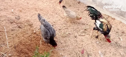  7 كوبيه دجاج مقاتل