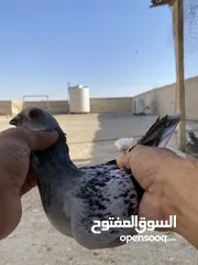  28 كوم حمام للبيع