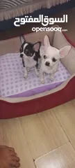  22 Chihuahua puppies