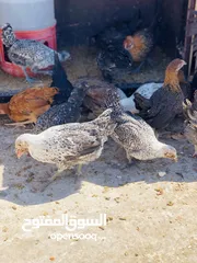  5 19 فرحه  بصلات علا النبي