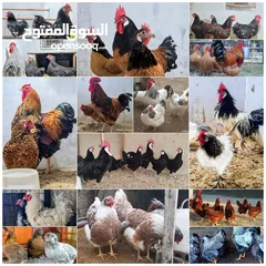  2 بيض وصيصان دجاج سلالات نادره