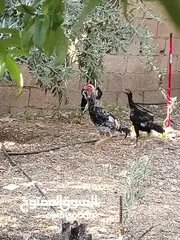  8 متاح 3ديوك 2 بكستاني واحد الماني