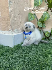  5 3 years female blue point Scottish fold ,good for breeding vaccinated with passport