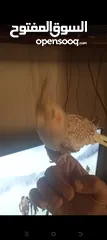  2 انثى كوكتيل مدربة