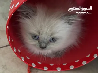  1 كيتنز هملايا بلو بيور /قطط هملايا