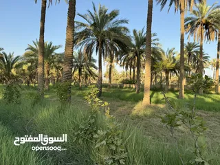  3 بستان للبيع في منطقة الامام عون في كربلاء