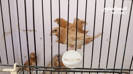  1 طفرات زيبرا بنغالي