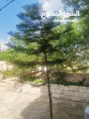  2 شجرة اوركاريا للبيع ارتفاع 3 متر