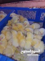  26 صوص هندي كوب 430