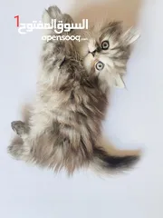  1 قطط للبيع بأسعار مغرية