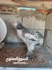  2 صيصان براهمي جامبو عمر شهرين