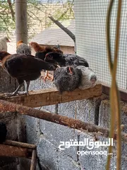  7 دجاج عربي للبيع