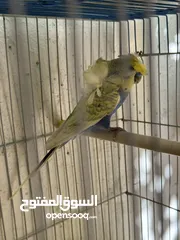  3 جوز هوقو رومو سبانجل تحتيه فرخ