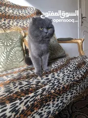  5 ذكر بريتش بلو للتزاوج