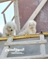  1 كلاب للبيع