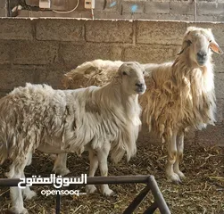  1 كباشا اثنين