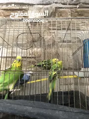  2 جوز وفحلين للبيع او للبدل