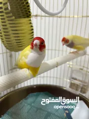  1 Beautiful Pair of Gouldian Finches for Sale