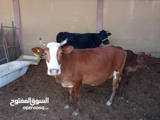  1 cow for sale