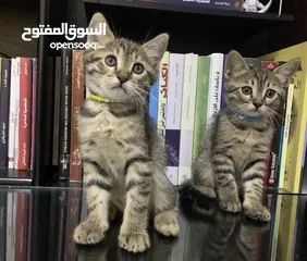  2 قطط صغيرة / kittens