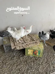  9 دجاج كوشن عمر 3 اشهر للبيع